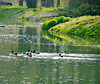 Lago di Racconigi : - SPC 4/2019 "life at the lake" - 2 point