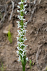 Platanthera dilatata var. dilatata (White Bog orchid)