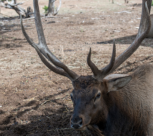 Male elk