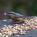 Nuthatch17