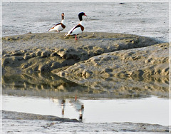 Reflets des Tadornes à la Villeger (22)