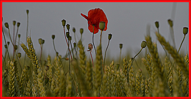 In the wheat