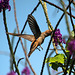 Brown Violet Ear Hummingbird