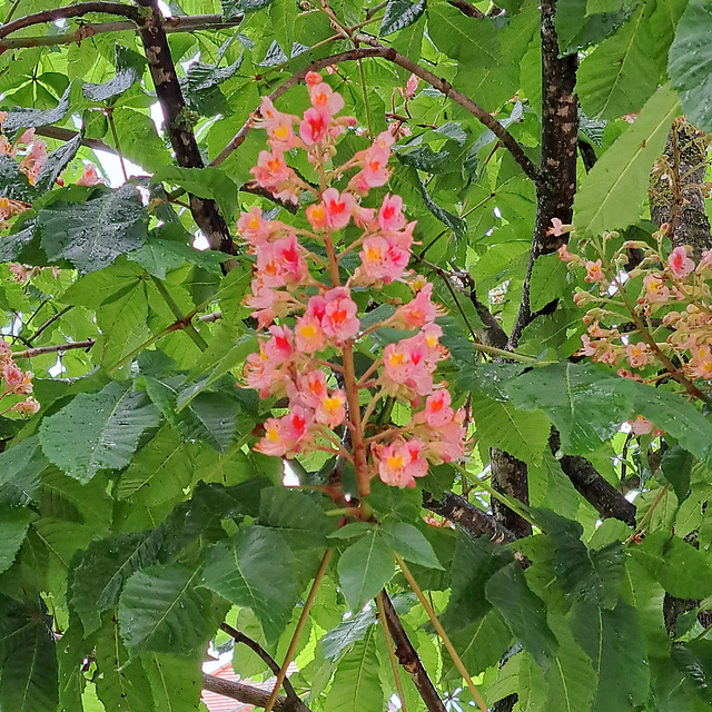 Rotblühende Rosskastanie (Aesculus × carnea)