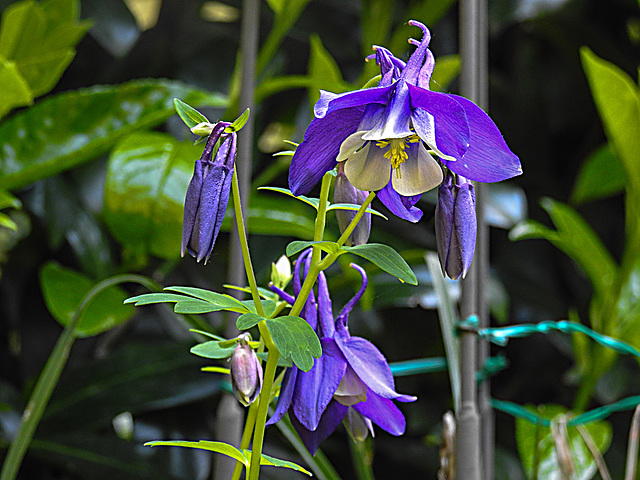 20230518 0134CPw [D~LIP] Akelei (Aquilegia vulgaris agg), Bad Salzuflen