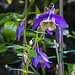 20230518 0134CPw [D~LIP] Akelei (Aquilegia vulgaris agg), Bad Salzuflen