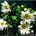Crisantemi bianchi