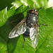 20240607 0328CPw [D~LIP] Blaue Schmeißfliege (Calliphora vicina), BS