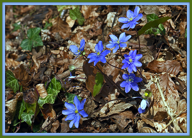 Leberblümchen (Hepatica nobilis)