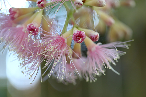 252/365 Spring pink