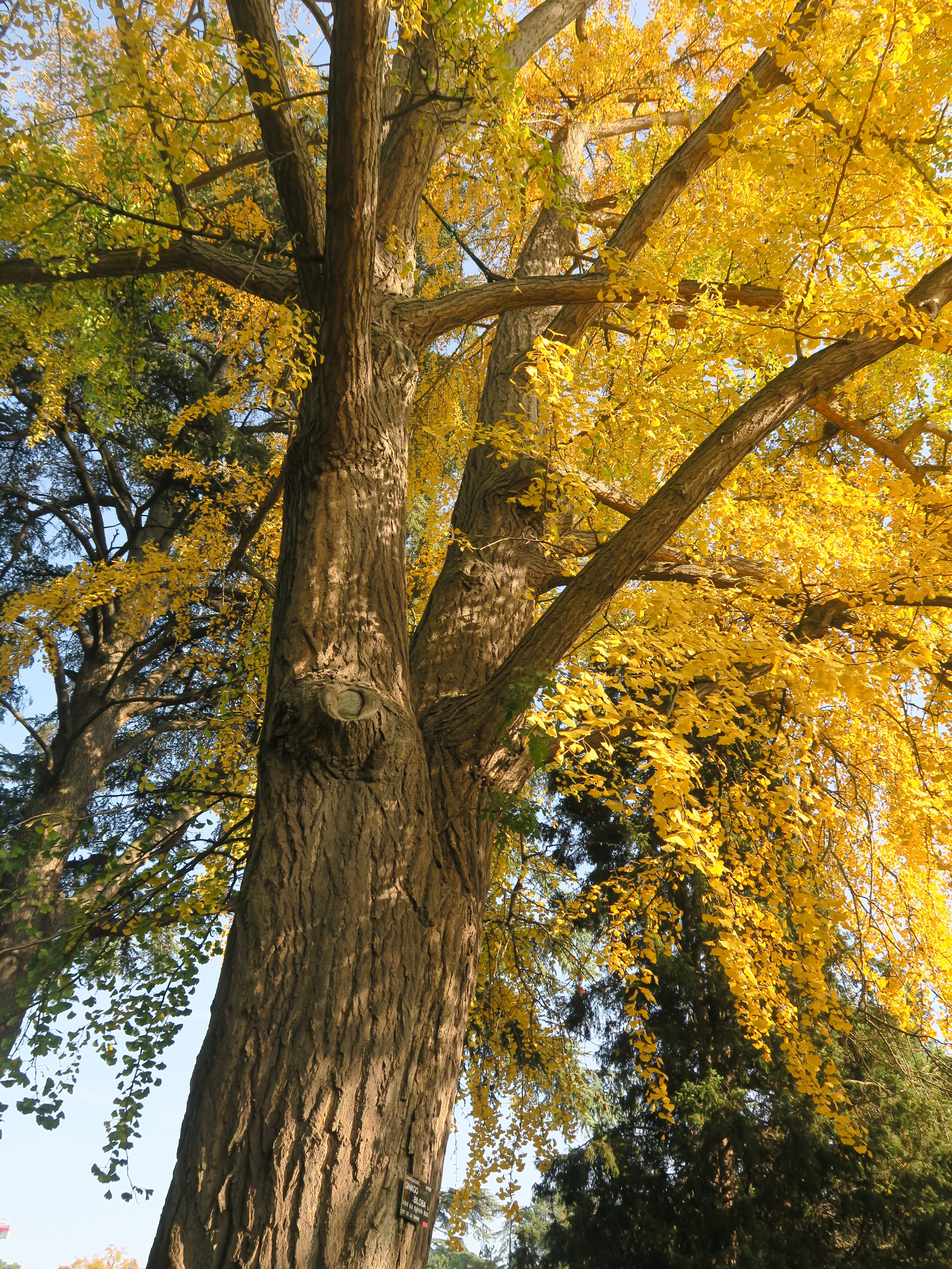 Splendeur automnale, Parc de la Tête d'Or, Lyon (Rhône, France)