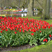 Flowers In Keukenhof