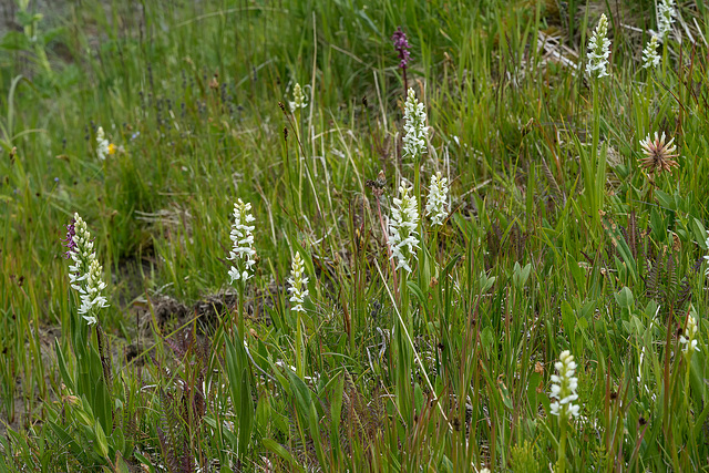 Platanthera dilatata var. dilatata (White Bog orchid)