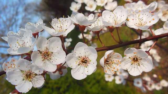 Der Frühling lässt grüßen