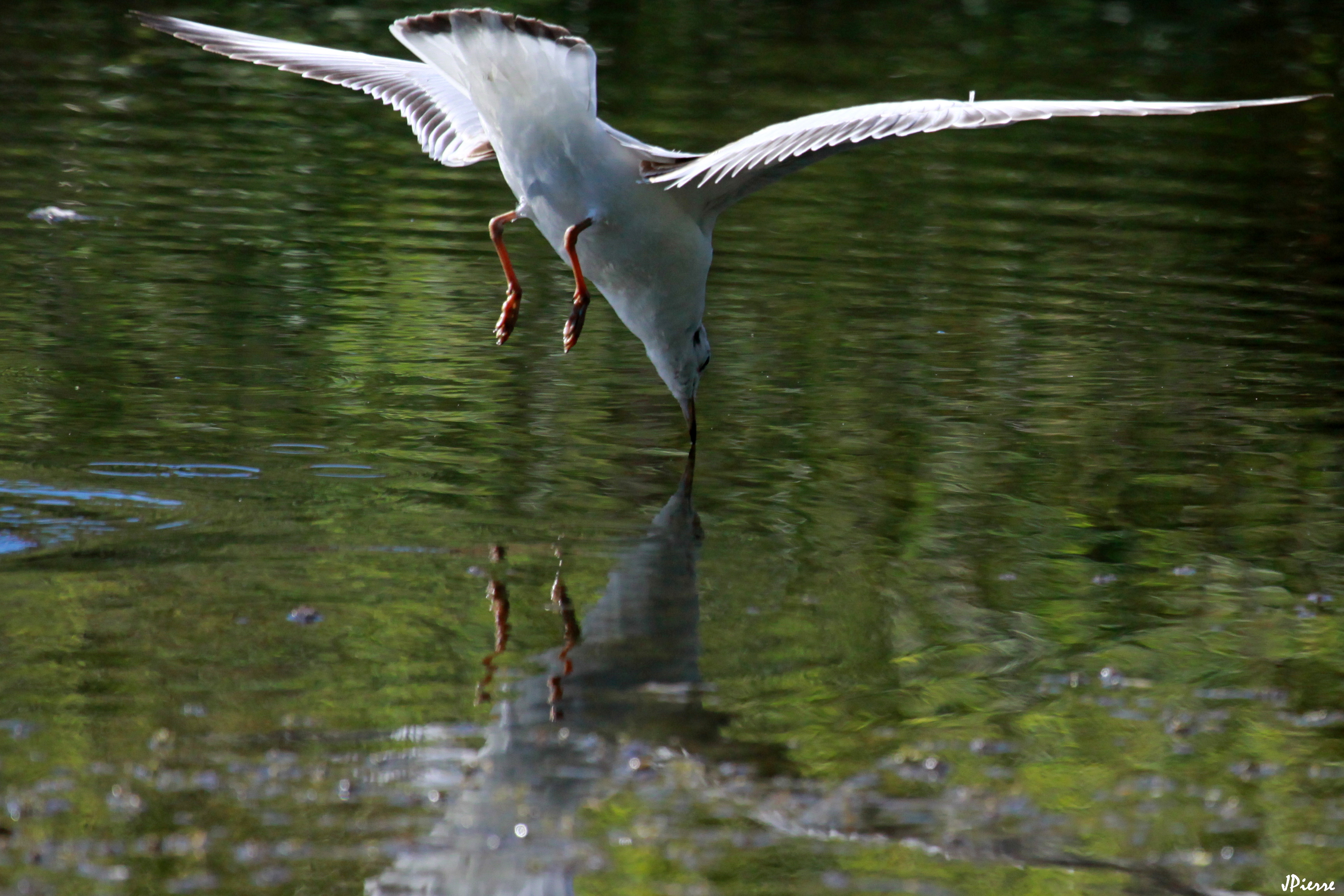 Le saut de l'ange