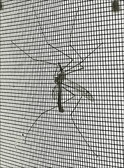 Crane fly