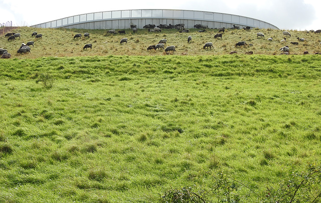 Heidschnuckenherde am Horizontweg