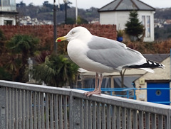 HFF from Paignton