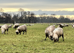 Schafe auf der Weide am Stadtrand