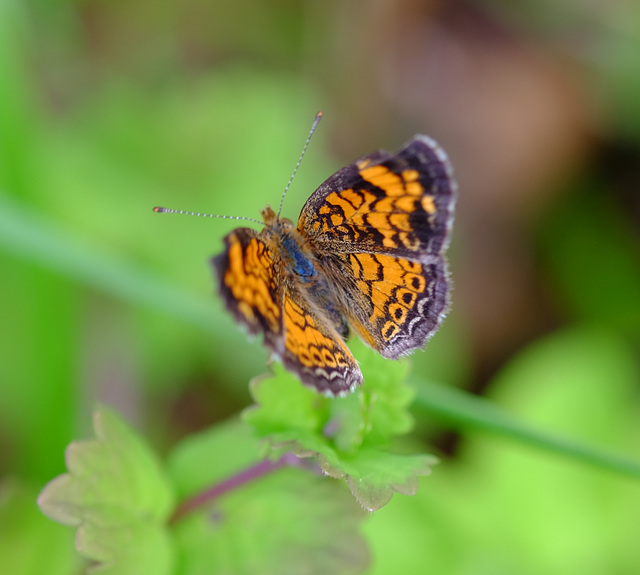 The problem with macro . . .