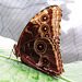 Papilio