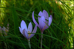 Versteckte Schönheit im Gras Versteckte Schönheit im Gras
