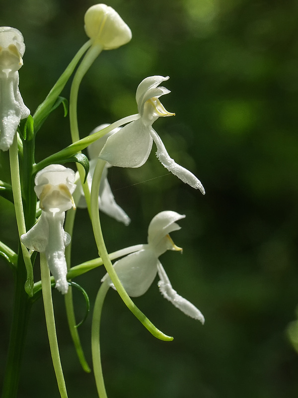 Platanthera integrilabia (White Fringeless orchid)