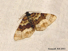 1739 Epirrhoe rivata (Wood Carpet)