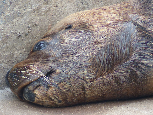 Dudley Zoo (10) - 9 September 2016