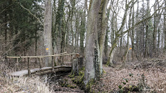 Brücke im Scharenwald