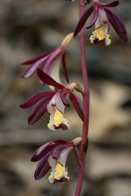 Hexalectris warnockii (Texas Purple Spike orchid or Texas Crested Coralroot orchid)