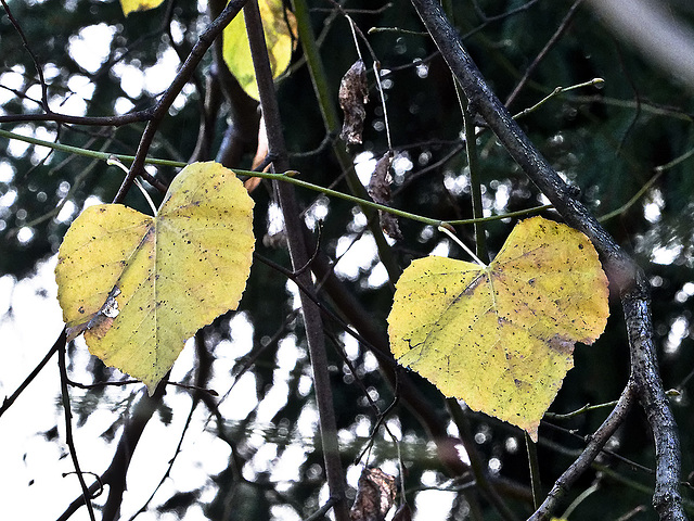 Two hearts in autumn dress