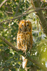 Mamma Owl 03