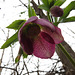 Helleborus