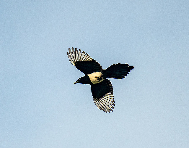 Magpie in flight