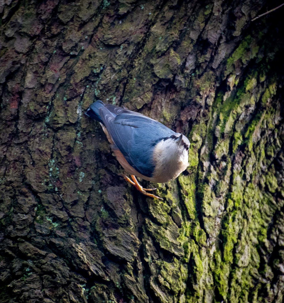 Nuthatch18