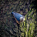 Nuthatch18