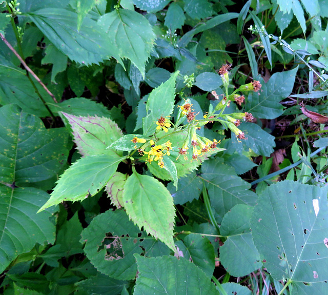 Zig-Zag, or Large-leaf Goldenrod, very rare in this region.