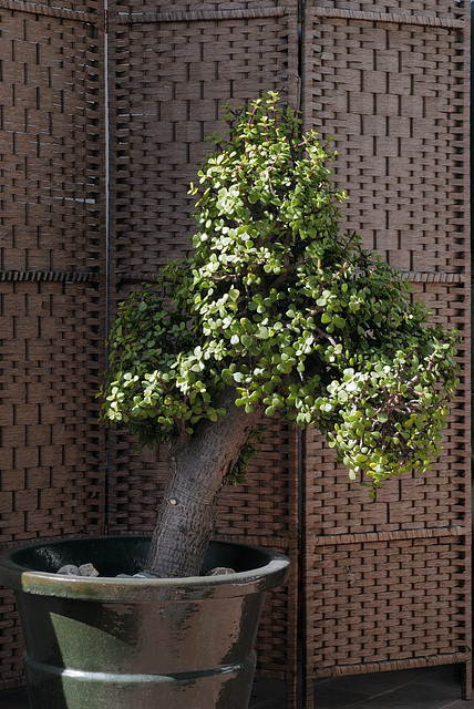 Portulacaria afra