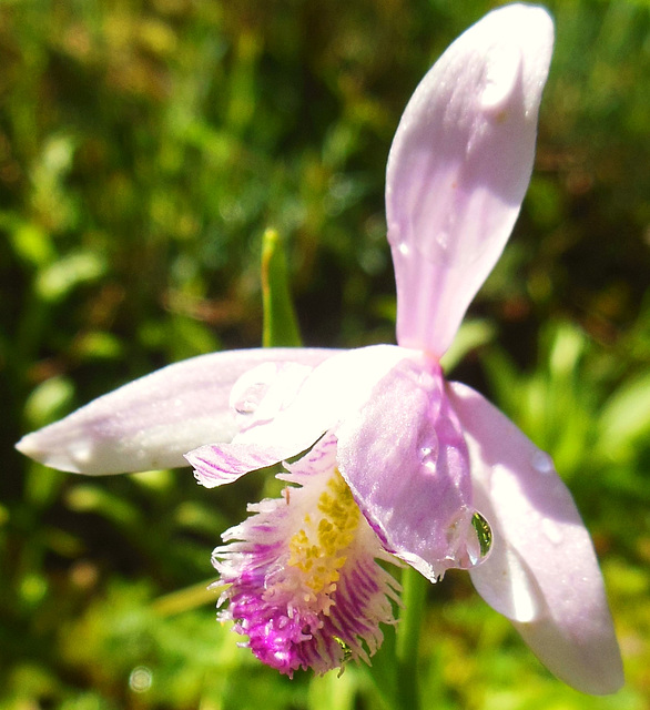 Die Moororchidee ist ein kleines Juwel