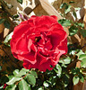 Rose rouge chez Damien**************