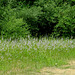 The largest area covered with Spiked Lobelia