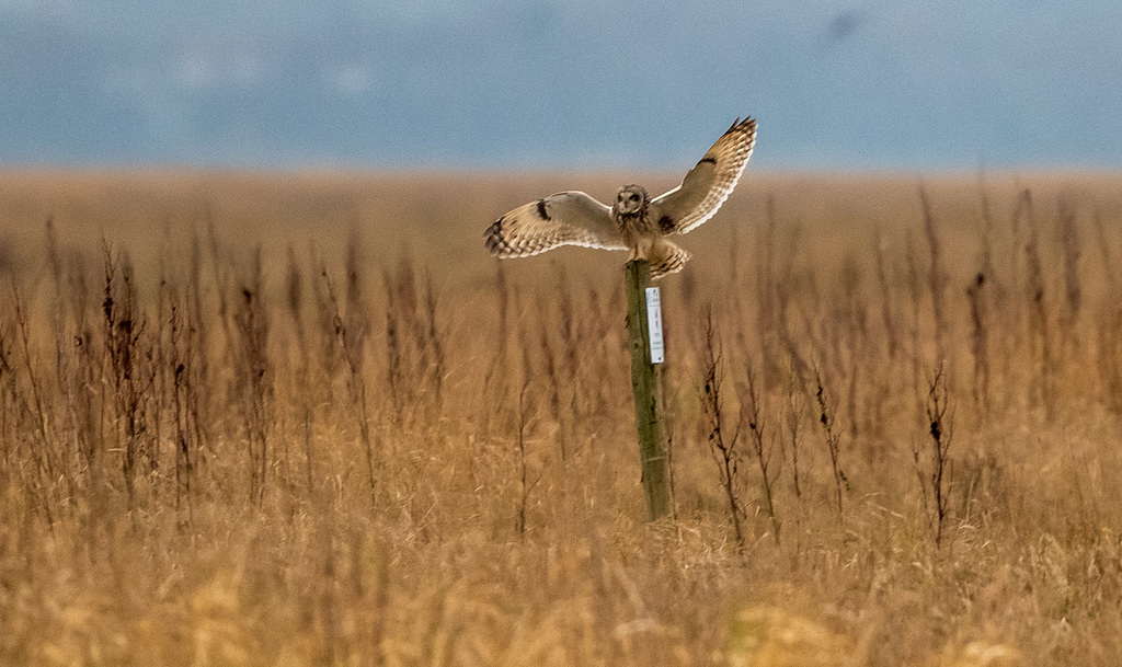 Short eared owl