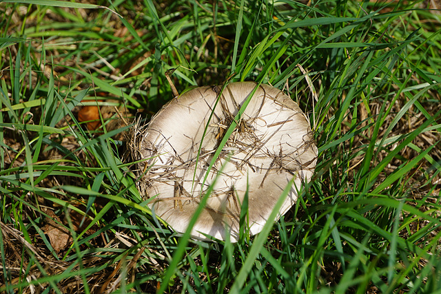 Pilz im Gras