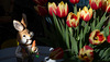 Tulpen im Blick