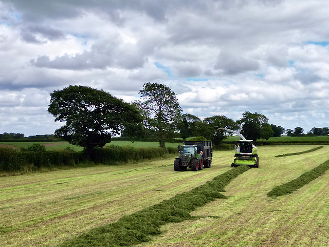 Silage Time