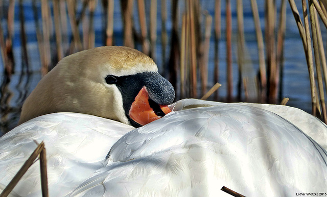 Brutzeit...