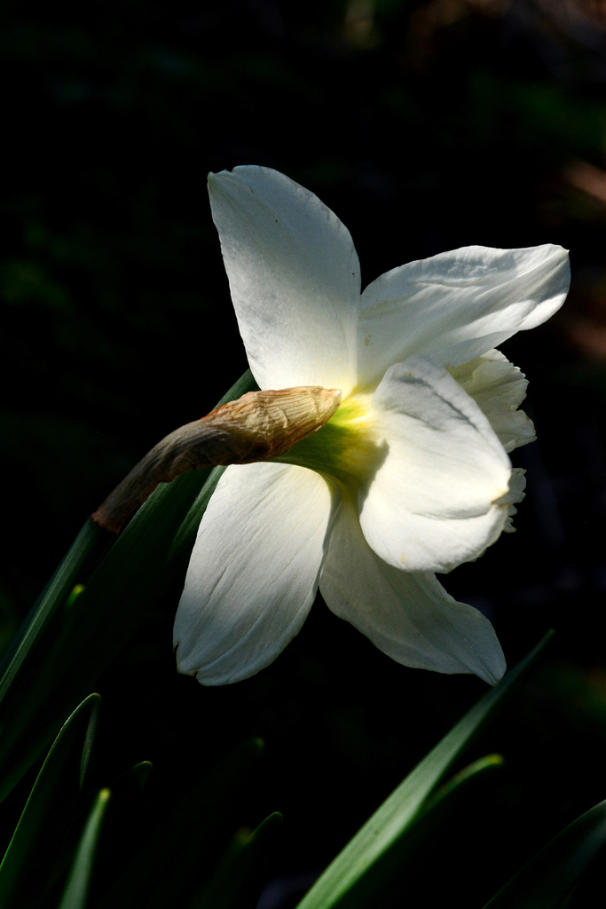 Light and Shade