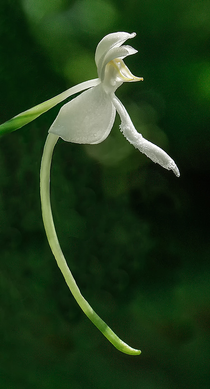 Platanthera integrilabia (White Fringeless orchid)