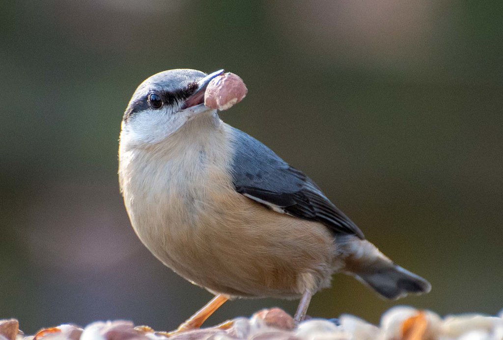 Nuthatch19